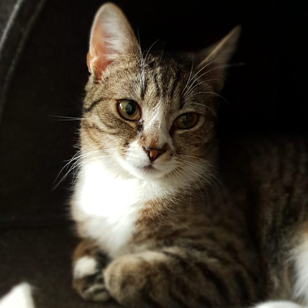 coco avatar